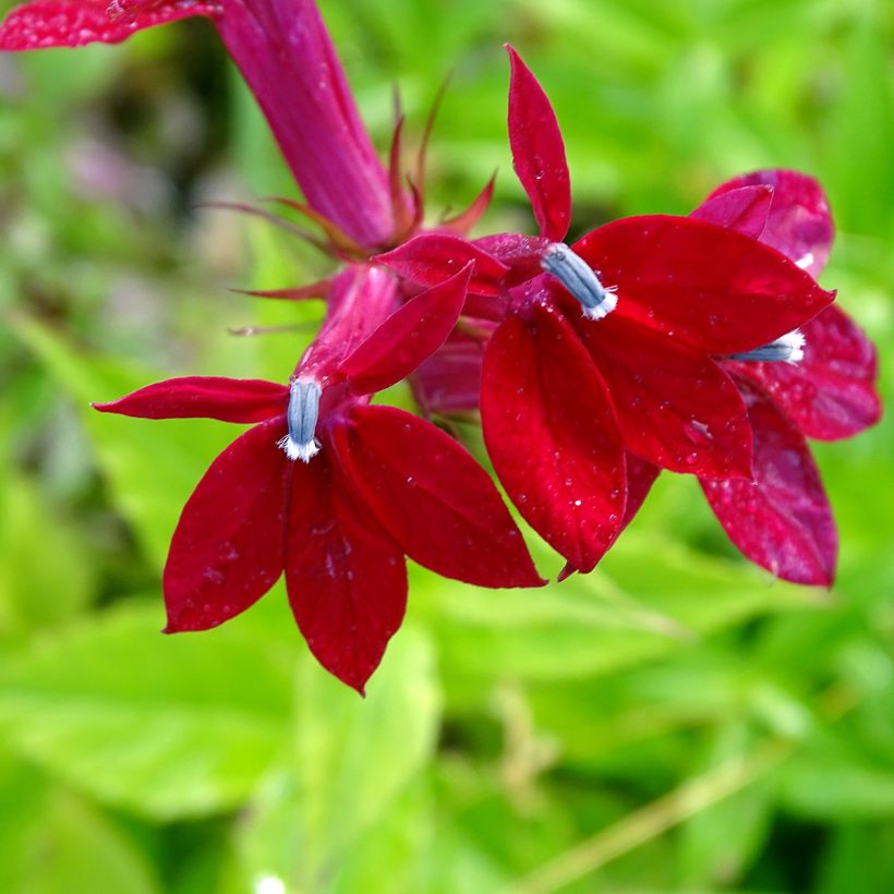 Lobelia speciosa Fan burgondy (Floraison)