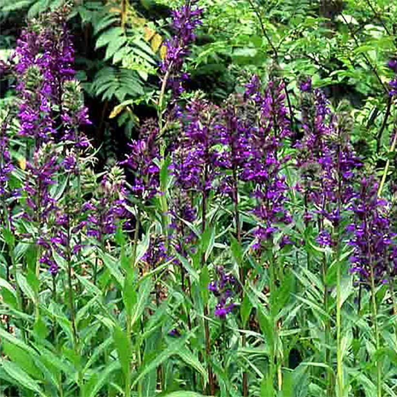 Lobelia speciosa Kompliment Blau (Floraison)