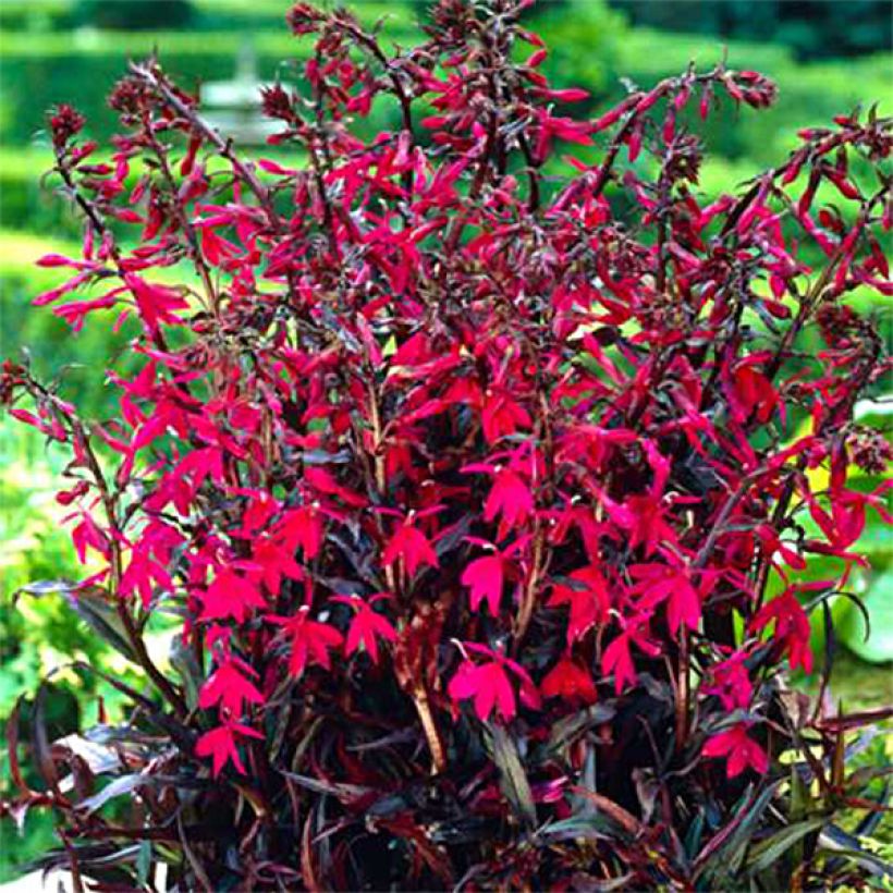 Lobelia speciosa Russian Princess - Lobélie hybride (Port)