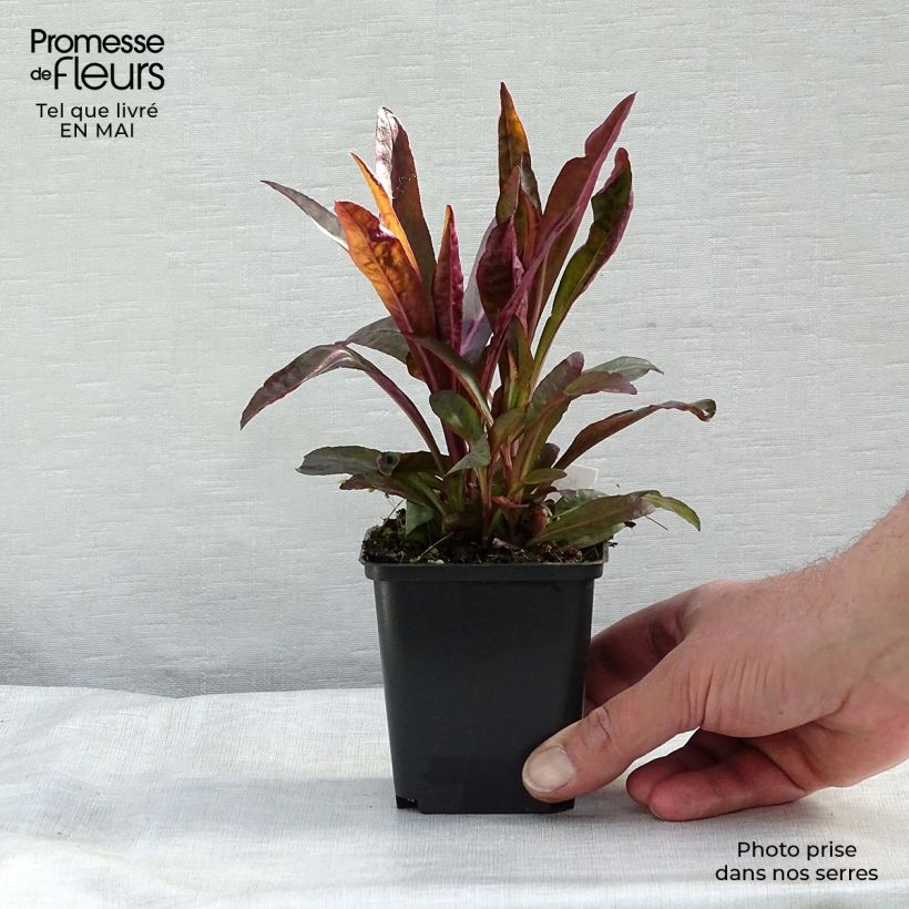 Spécimen de Lobelia speciosa Russian Princess - Lobélie hybride Godet de 9cm tel que livré au printemps