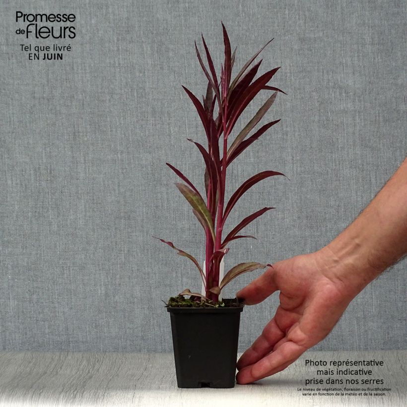 Spécimen de Lobelia speciosa Russian Princess - Lobélie hybride Godet de 8/9 cm tel que livré en été