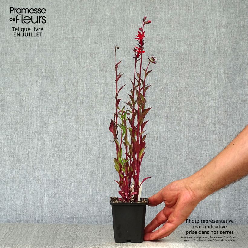 Spécimen de Lobelia speciosa Starship Scarlet Godet de 8/9 cm tel que livré en été