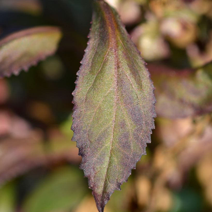 Lobelia speciosa Starship Scarlet (Feuillage)