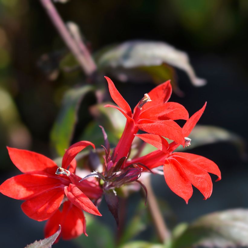 Lobelia speciosa Starship Scarlet (Floraison)