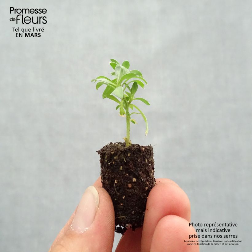 Spécimen de Lobularia Princess in Purple - Alysse odorant Mini-motte 2,5 cm tel que livré au printemps