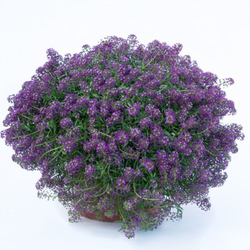 Lobularia Princess in Purple - Alysse odorant (Floraison)