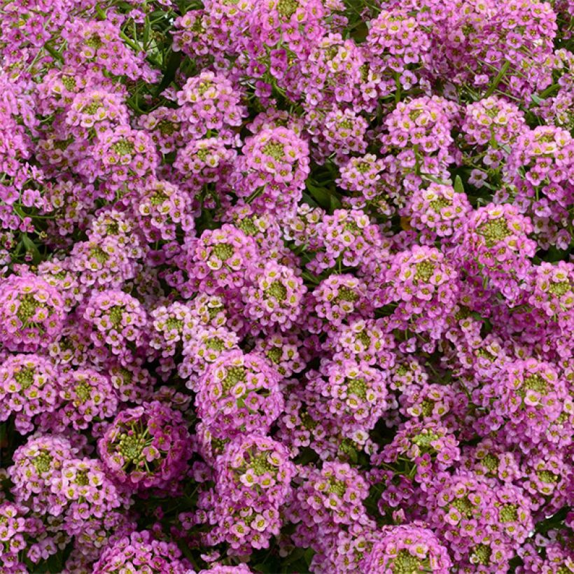 Lobularia Raspberry Stream - Alysse odorant (Floraison)