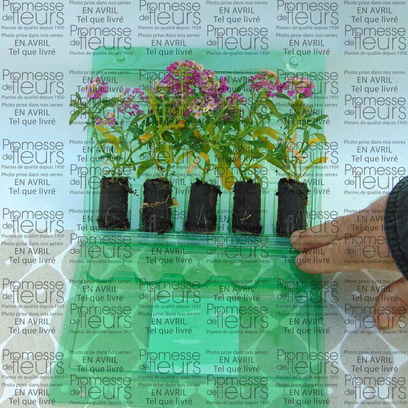 Exemple de spécimen de Lobularia Raspberry Stream - Alysse odorant Mini-motte 4 cm tel que livré