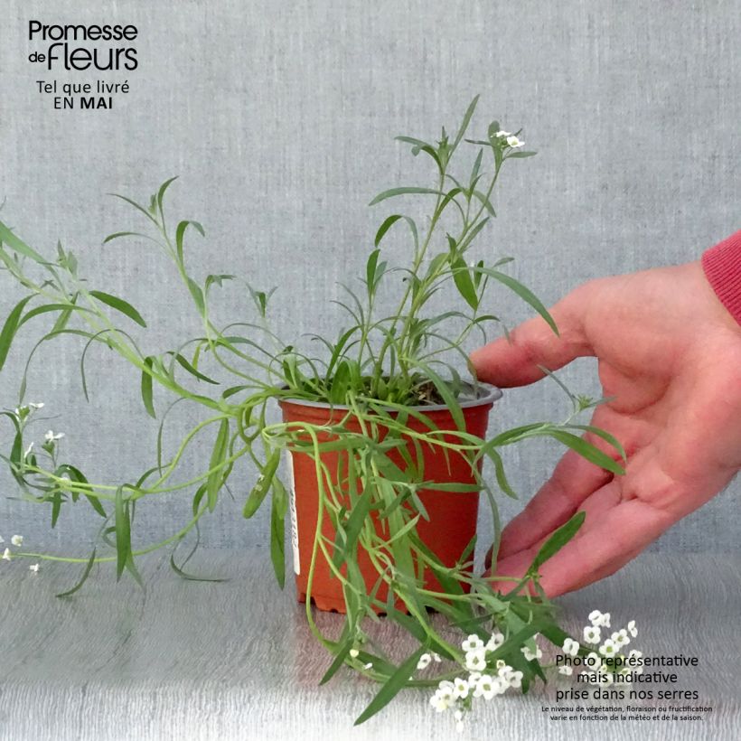 Spécimen de Lobularia Snow Princess - Alysse odorant Godet de 8/9 cm tel que livré au printemps
