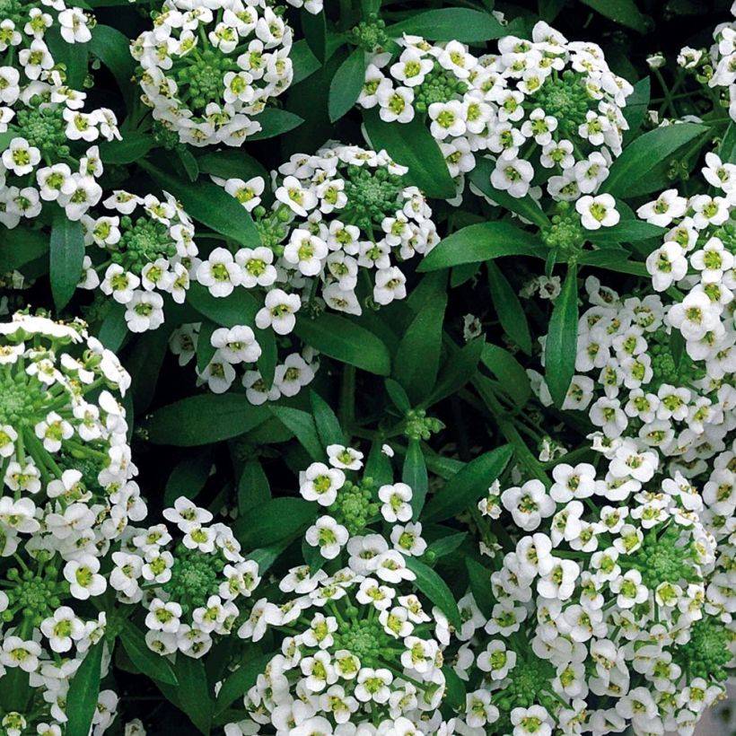 Alysse Snow Crystals - Lobularia maritima (Feuillage)