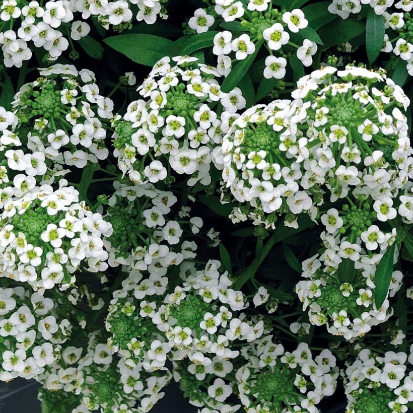 Alysse Snow Crystals - Lobularia maritima (Floraison)