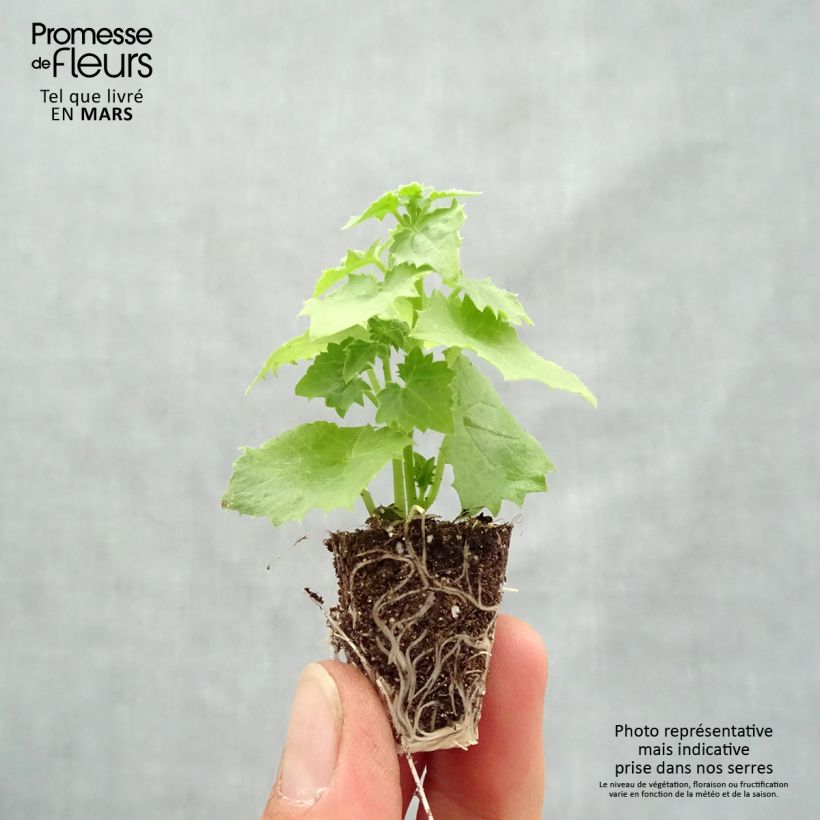 Spécimen de Lofos blanc - Lophospermum scandens Album Mini-motte 3 cm tel que livré au printemps