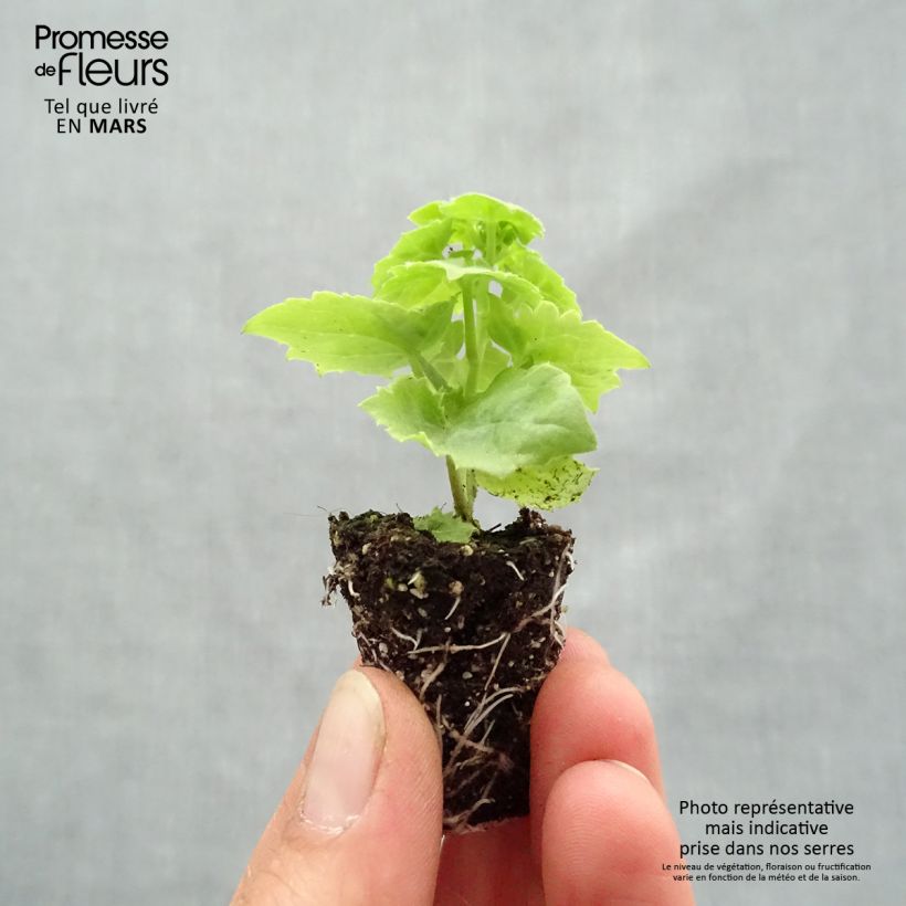Spécimen de Lofos rose - Lophospermum scandens Rosea Mini-motte 3 cm tel que livré au printemps