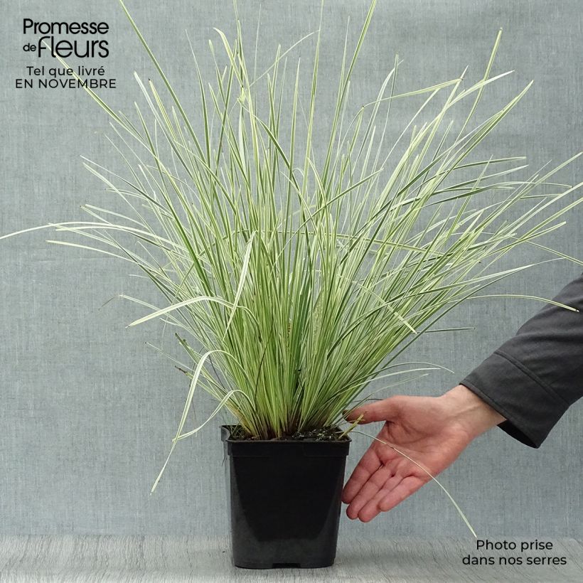 Spécimen de Lomandra White Sands Pot de 2L/3L tel que livré en automne