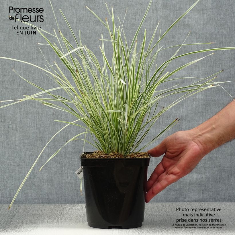 Spécimen de Lomandra White Sands Pot de 2L/3L tel que livré en été