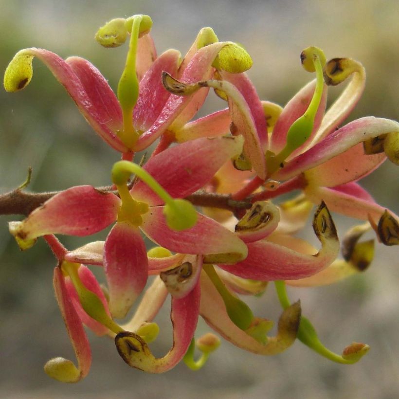 Lomatia ferruginea - Lomatie ferrugineuse (Floraison)