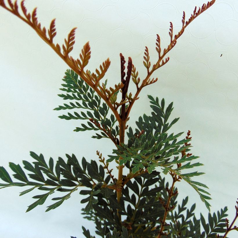 Lomatia ferruginea - Lomatie ferrugineuse (Feuillage)