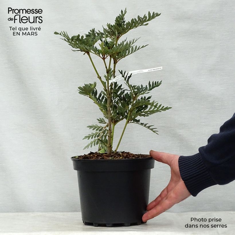 Spécimen de Lomatia ferruginea - Lomatie ferrugineuse Pot de 3L/4L tel que livré au printemps