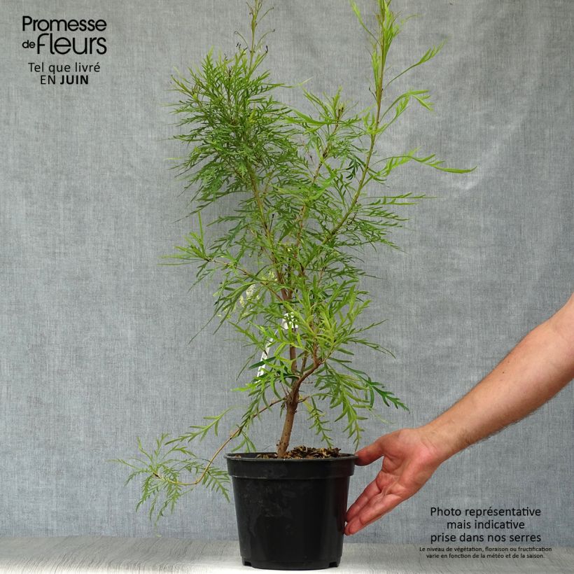 Spécimen de Lomatia silaifolia - Buisson frisé ou fougère persil Pot de 3L/4L tel que livré en été