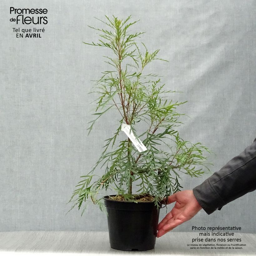 Spécimen de Lomatia silaifolia - Buisson frisé ou fougère persil tel que livré au printemps