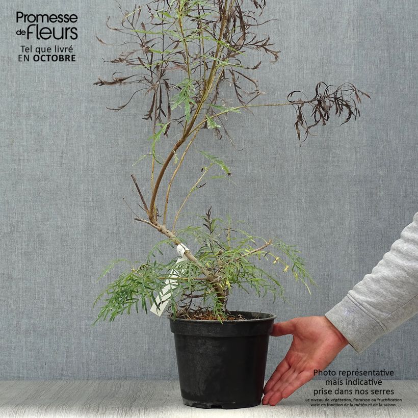 Spécimen de Lomatia silaifolia - Buisson frisé ou fougère persil tel que livré en automne