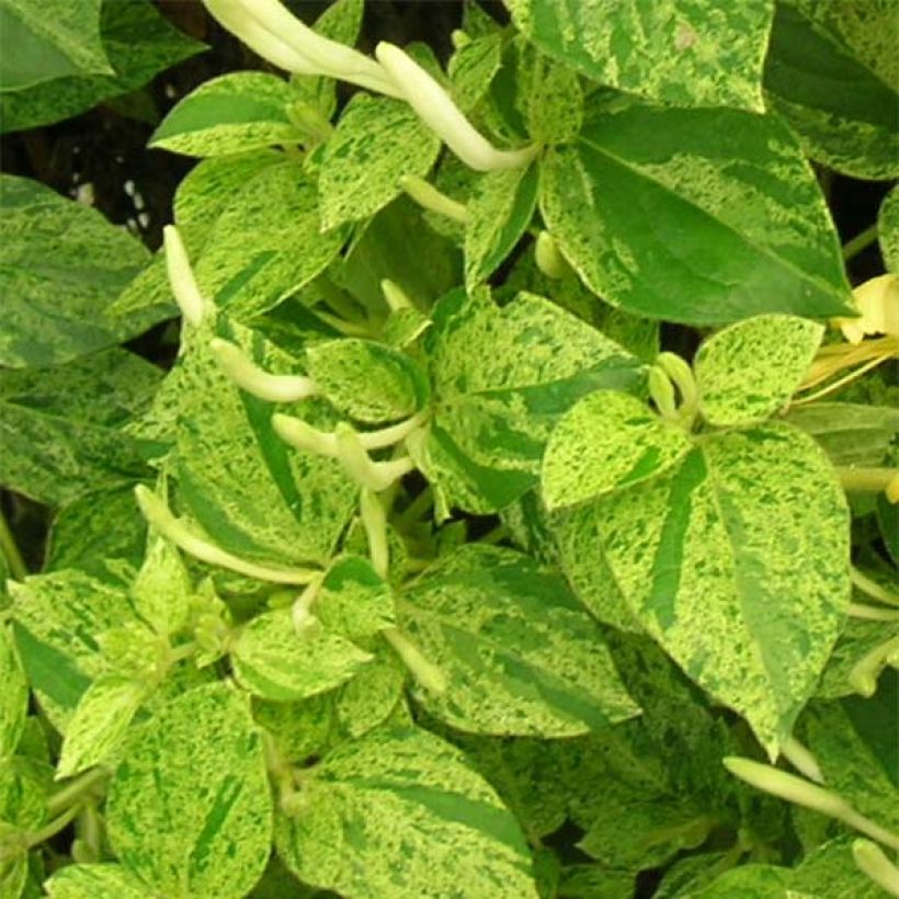 Chèvrefeuille - Lonicera Japonica Mint Crisp (Feuillage)