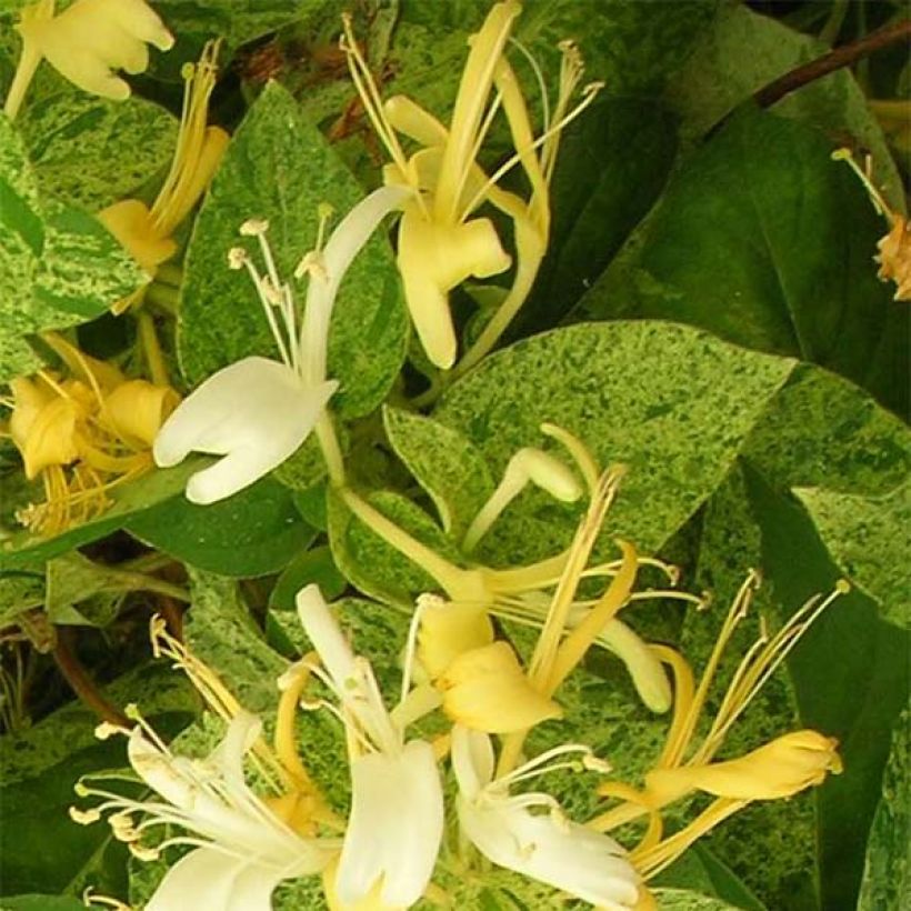 Chèvrefeuille - Lonicera Japonica Mint Crisp (Floraison)