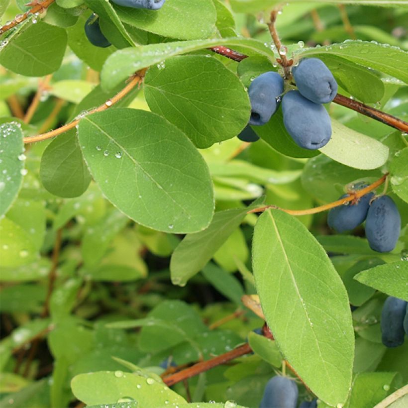 Lonicera caerulea ssp. kamtchatica - Baie de mai (Feuillage)