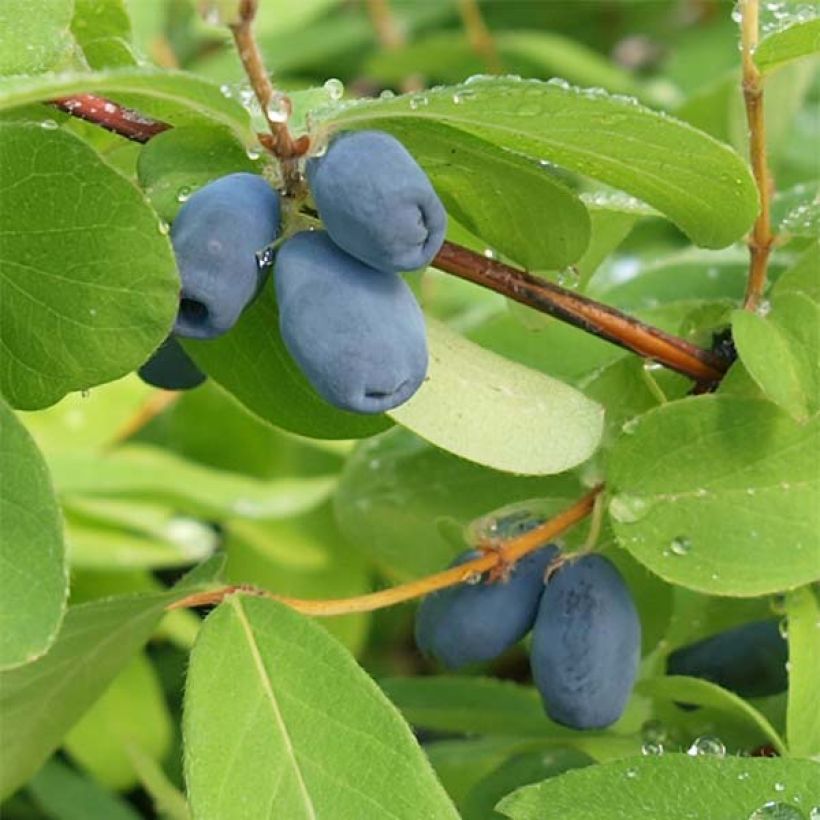 Lonicera caerulea ssp. kamtchatica - Baie de mai (Récolte)