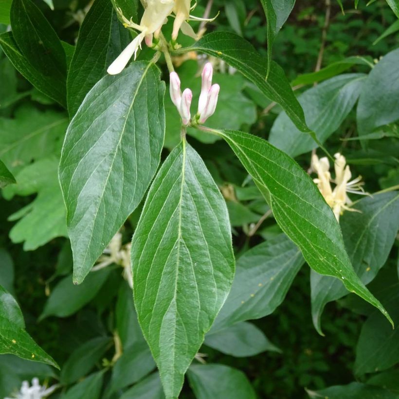 Chèvrefeuille, Lonicera caprifolium (Feuillage)