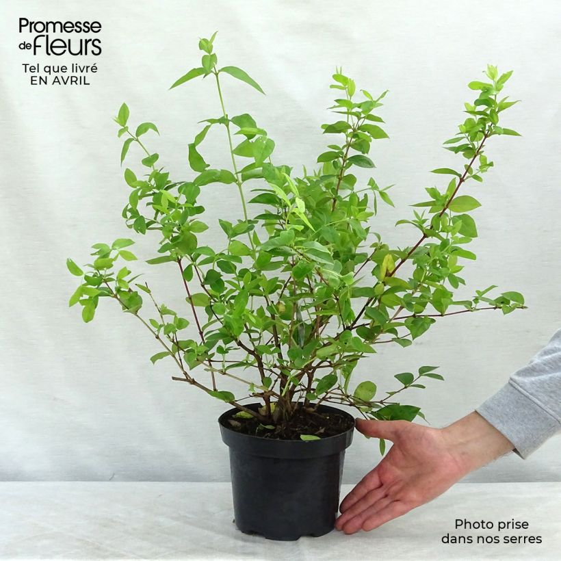 Spécimen de Lonicera fragrantissima - Chèvrefeuille d'hiver Pot de 2L/3LHauteur livrée env. 30/50cm tel que livré au printemps