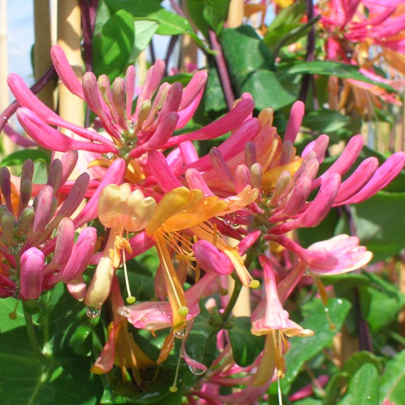 Chèvrefeuille - Lonicera heckrotii American Beauty (Floraison)