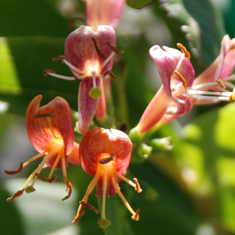 Chèvrefeuille de Henry - Lonicera henryi (Floraison)