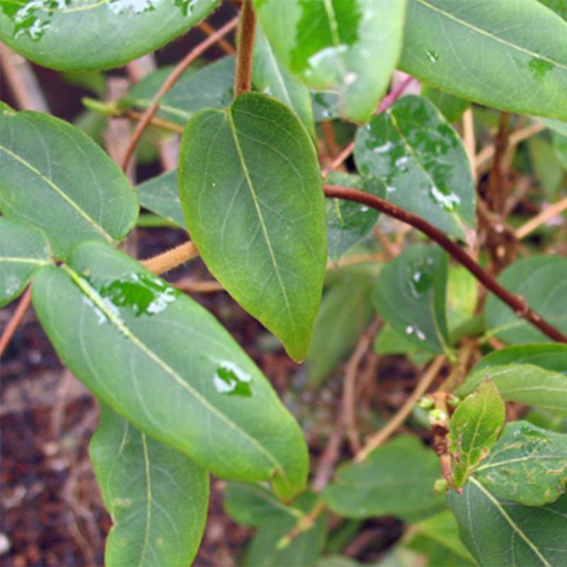 Chèvrefeuille de Henry - Lonicera henryi (Feuillage)