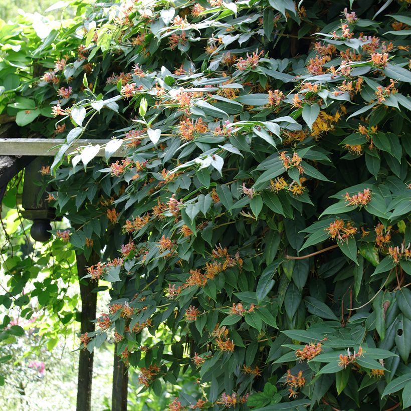 Chèvrefeuille de Henry - Lonicera henryi (Port)