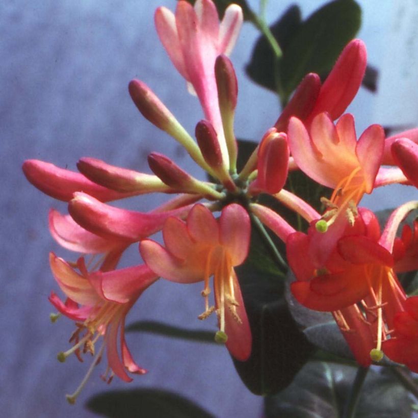 Chèvrefeuille - Lonicera hybride Celestial (Floraison)