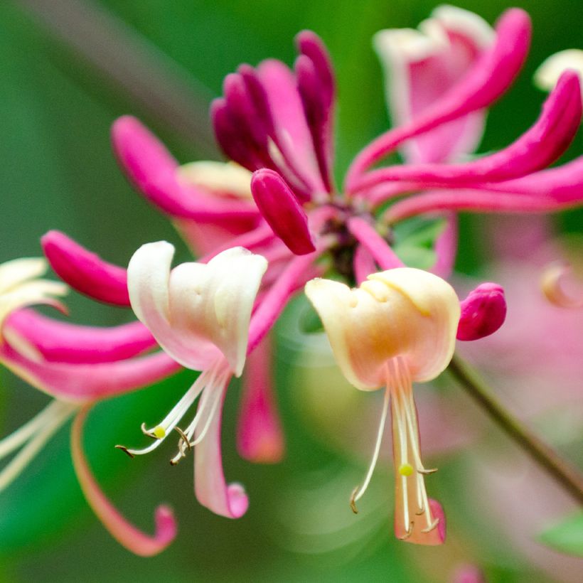 Chèvrefeuille du Japon - Lonicera japonica Dart's World (Floraison)