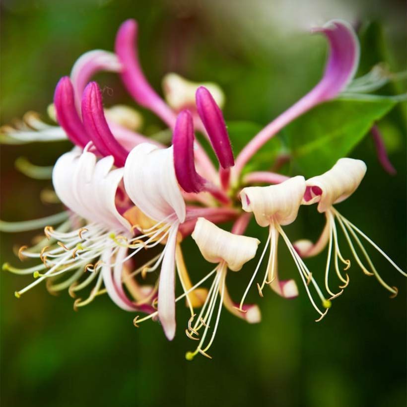 Chèvrefeuille du Japon - Lonicera japonica Sinensis (Floraison)