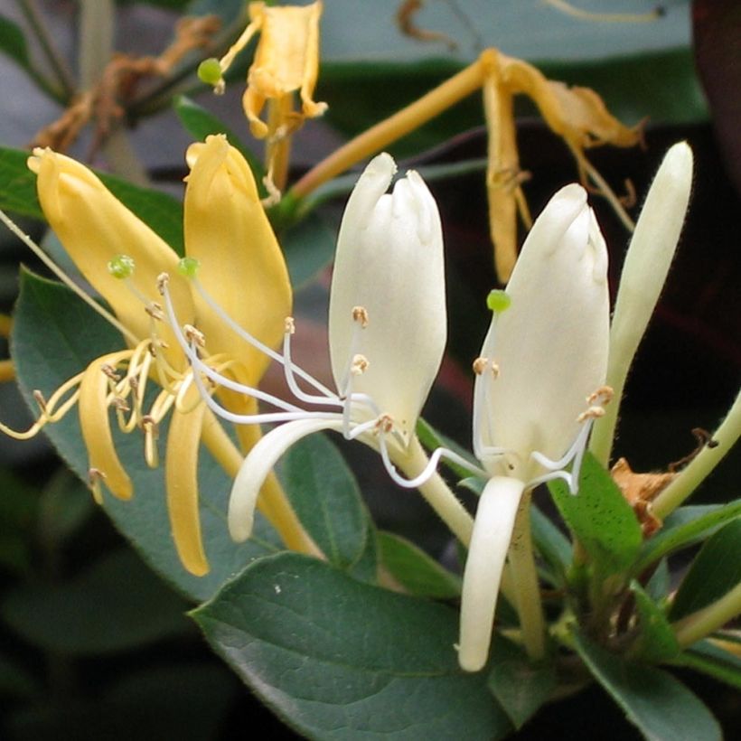 Chèvrefeuille du Japon Sweet Isabel - Lonicera japonica (Floraison)