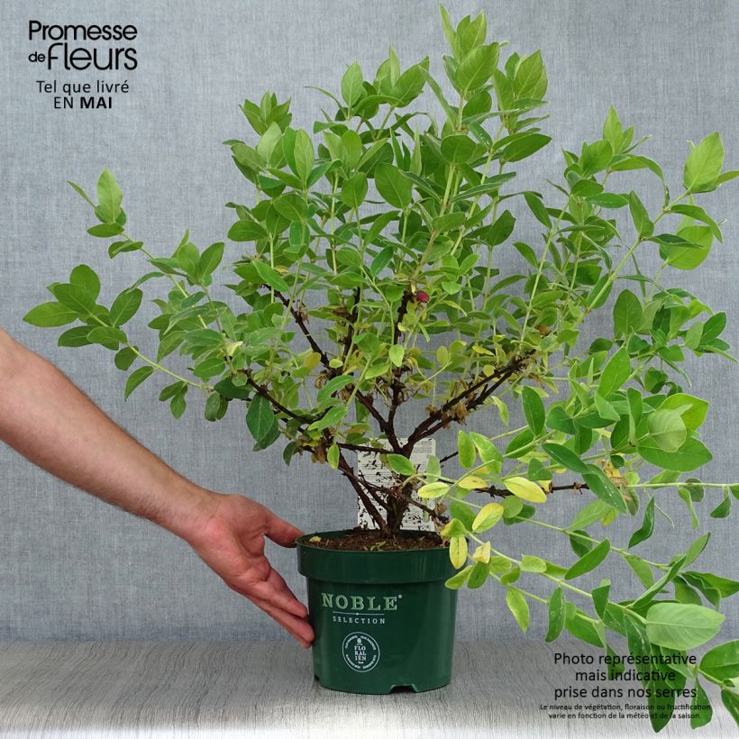 Spécimen de Lonicera caerulea var. kamtschatica Blue Velvet - Baie de mai Pot de 1,5L/2L, BuissonHauteur livrée env. 30/40cm tel que livré au printemps