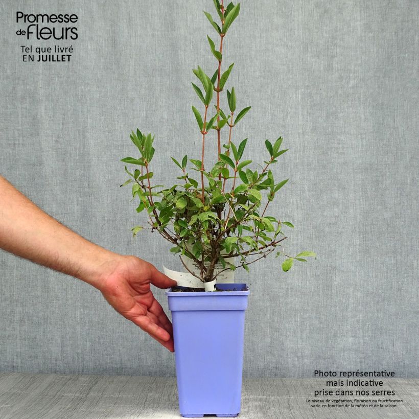 Spécimen de Lonicera kamtschatica Duet - Baie de mai Pot de 1,5L/2L, Buisson tel que livré en été