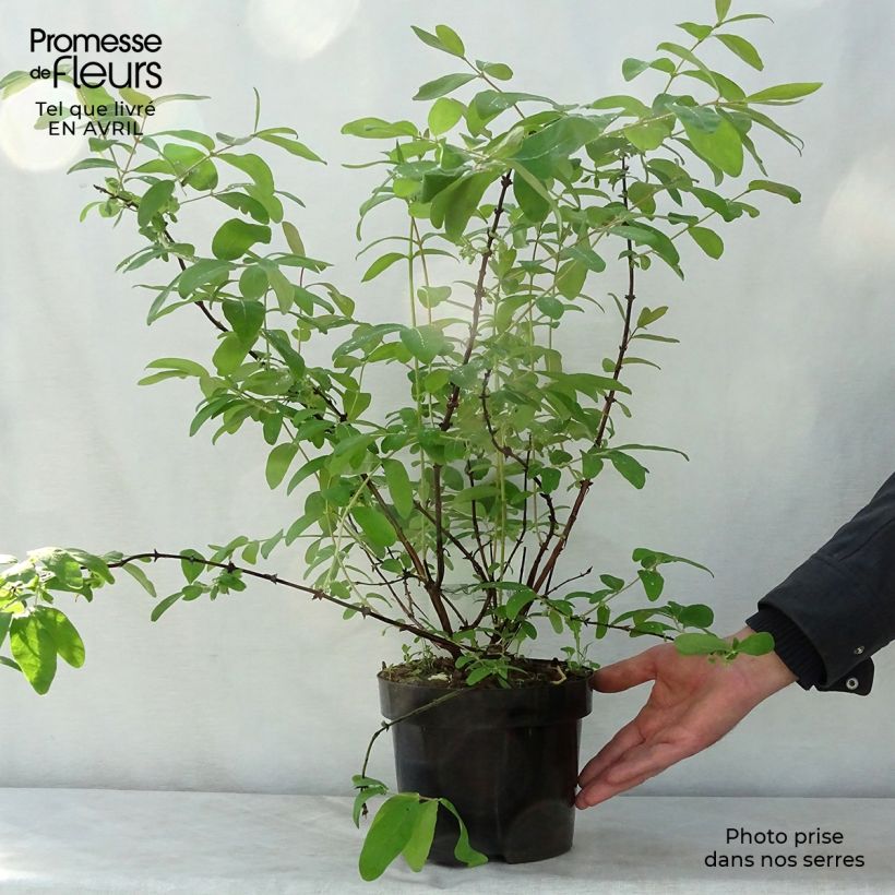 Spécimen de Lonicera kamtschatica Eisbär - Baie de Mai Pot de 1.5L/2L tel que livré au printemps