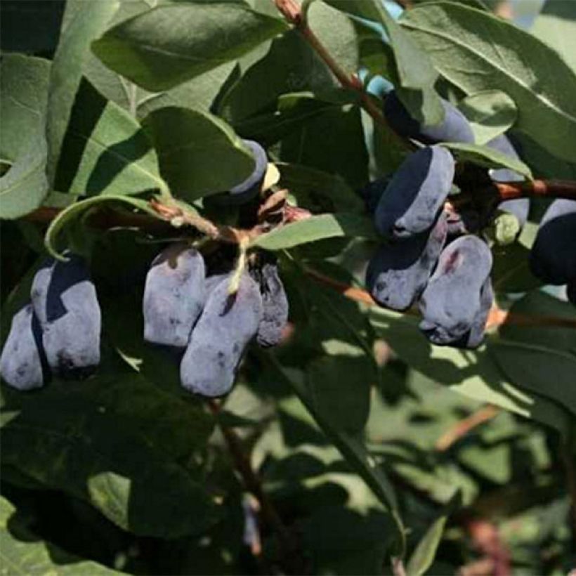 Lonicera kamtschatica Fialka - Baie de mai (Floraison)