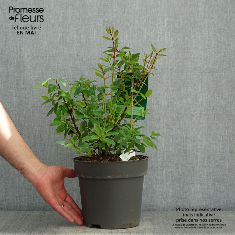 Spécimen de Lonicera kamtschatica Kalinka - Baie de mai Pot de 1.5L/2L tel que livré au printemps