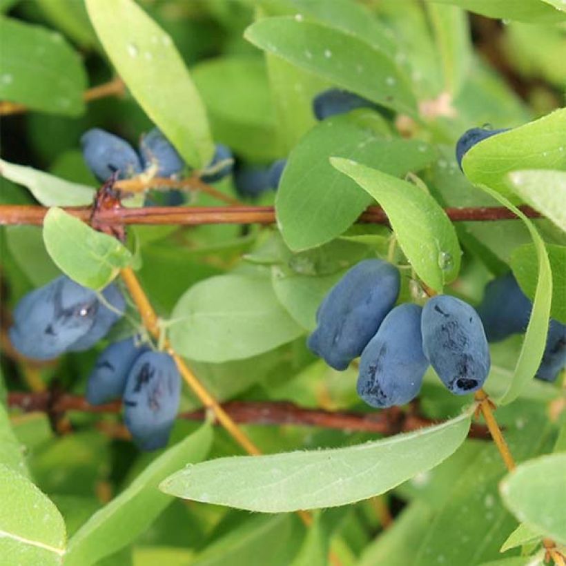 Lonicera kamtschatica Sweet Myberry - Baie de mai (Port)