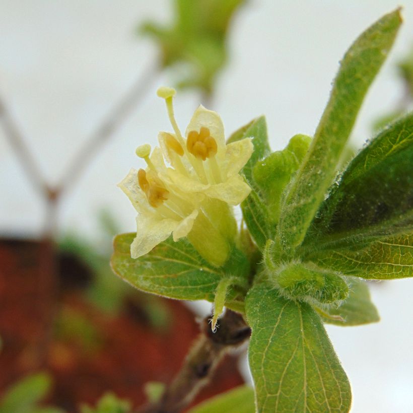 Lonicera kamtschatica Sweet Myberry - Baie de mai (Floraison)
