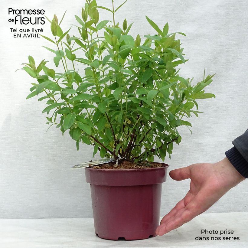 Spécimen de Lonicera kamtschatica Sweet Myberry - Baie de mai Pot de 3L/4L tel que livré au printemps