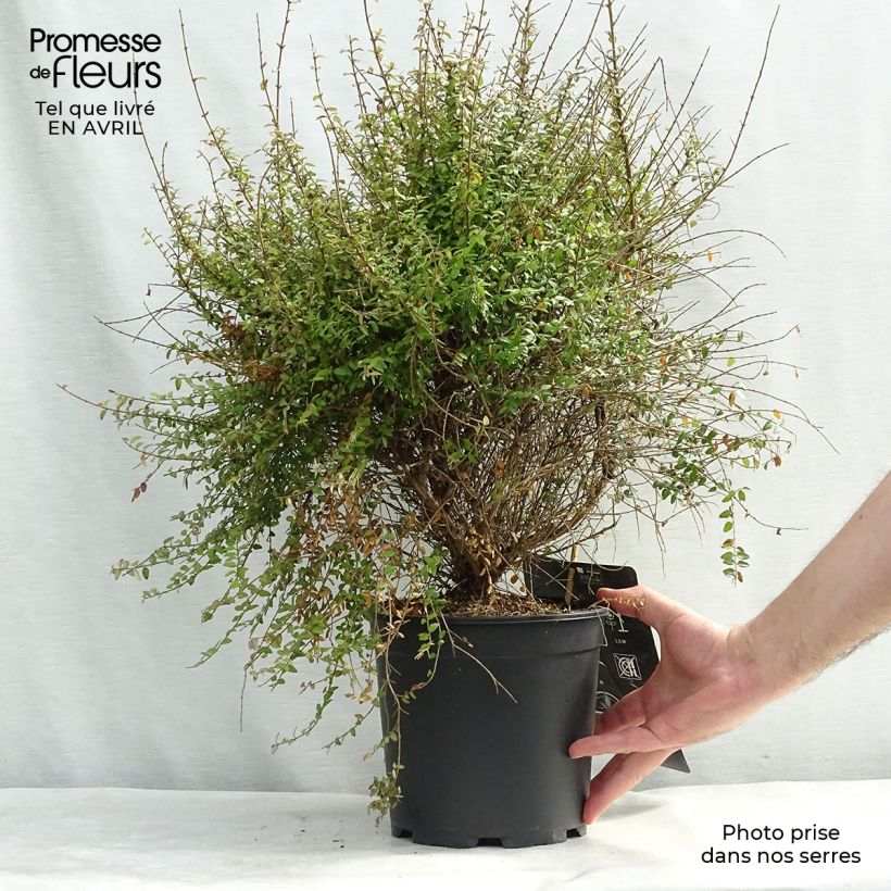 Spécimen de Lonicera nitida - Chèvrefeuille à feuilles de buis  Pot de 4L/5LHauteur livrée env. 15/20cm tel que livré au printemps