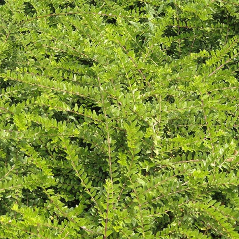 Lonicera nitida - Chèvrefeuille à feuilles de buis  (Feuillage)