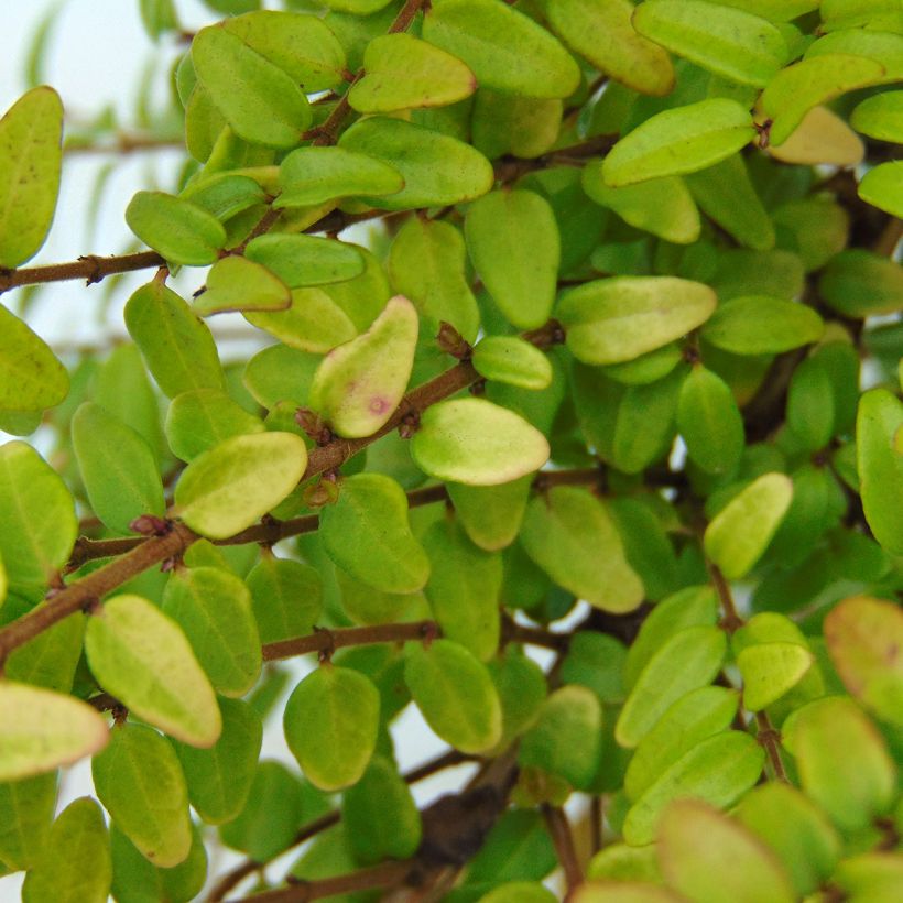 Lonicera nitida Baggesen's Gold - Chèvrefeuille arbustif (Feuillage)